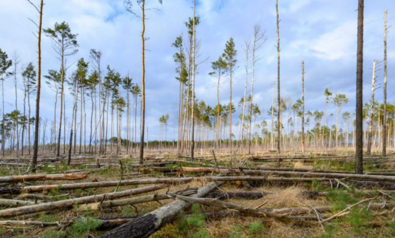 Waldumbau ist nicht immer schön aber notwendig und alternativlos